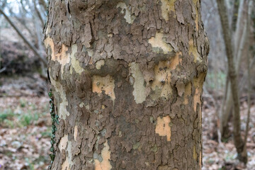 Front view of a plane tree with its texture. Platan bark wooden background. Natural tree bark texture.