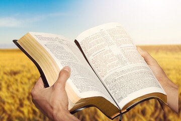 Fototapeta premium Open bible book in hands at wheat field