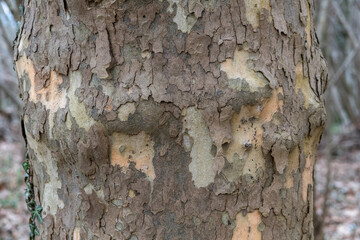 Front view of a plane tree with its texture. Platan bark wooden background. Natural tree bark...