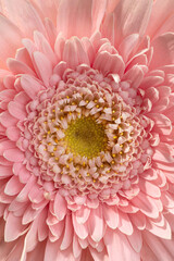 macro photo of pink gerbera petals