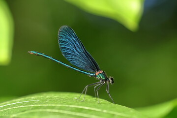 Blue dragonfly (Calopteryx virgo) sitting between leaves.