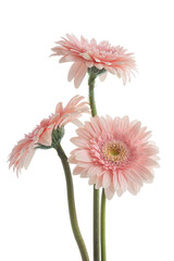 Pink gerberas on a white background