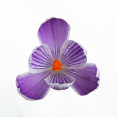 Purple saffron flowers on a white isolated photo