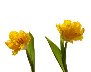 Obraz premium Yellow tulips on a white isolated background