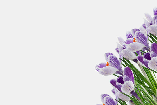 Purple saffron flowers on a white isolated photo