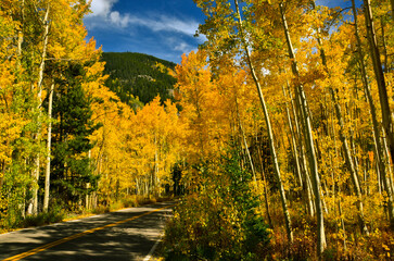 autumn forest, aspen, golden leaves, Colorado