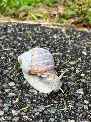 snail on the ground