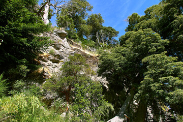 Obraz premium Tree trunks stretch with green crowns into the blue sky.