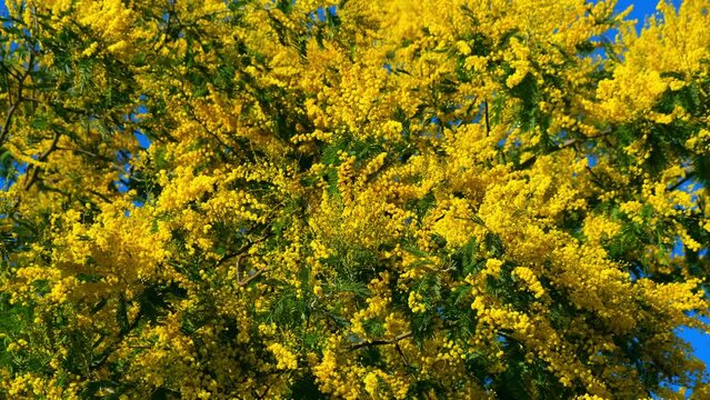 blooming mimosa, bright yellow flowers on the branches