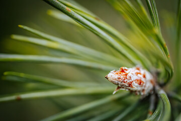 Pine buds healthy diet. A pile of pine buds