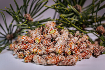 Pine buds healthy diet. A pile of pine buds