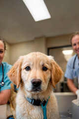 closeup of golden retriever puppy looking at camera, at the vet's office. Behind, out of focus, the veterinarian smiling. 