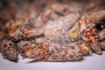 Pine buds healthy diet. A pile of pine buds