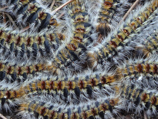 The pine processionary moth (Thaumetopoea pityocampa) caterpillars © Distracted_by_Bugs