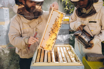 Two beekeepers works with honeycomb full of bees, in protective uniform working on apiary farm,...