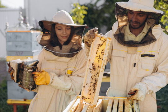 Happy woman beekeeper holding smoker by indian man apiarist examining honeycomb frame at apiary garden