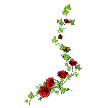 3d rendered ivy with red roses isolated on transparent background 