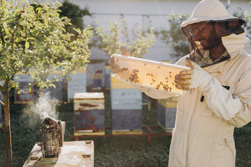 Bee keeper in a uniform standing in apiary and holding a honeybee frame
