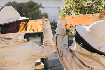 Two beekeepers works with honeycomb full of bees, in protective uniform working on a small apiary...