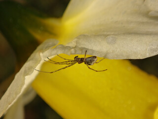 Female stretch spider (Tetragnatha sp.) on a yellow daffodil flower petal