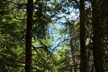 beautiful green forest
