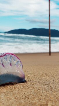 Dangerous jellyfish on the beach. The Portuguese man of war, Physalia physalis or bluebottle located on the sandy beach in Brazil