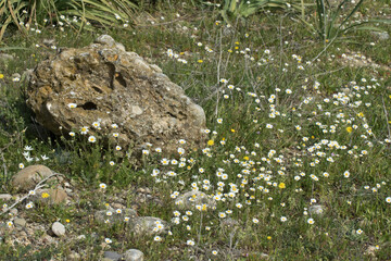 Spring daisies blooming around a rock in the countryside