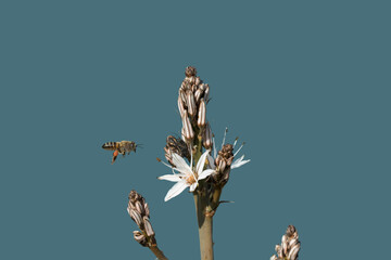 Honey bee approaching to a asphodel flower to collect nectar and pollens