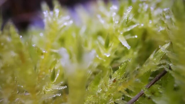 Moss in macro covered with ice