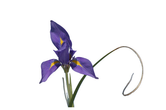 The Algerian iris (Iris unguicularis), is a rhizomatous flowering plant in the genus Iris, native to Greece, Turkey, Western Syria, and Tunisia.