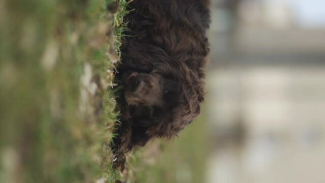 Young English Cocker Spaniel. Young dark brown English Cocker Spaniel lying on the grass and nibbling on a wooden stick. A English Cocker Spaniel lies on the grass in the park and gnaws on a stick.