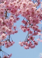 Double red weeping cherry blossoms in full bloom with hanging branches, blue sky background.