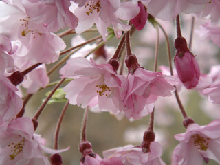 Macro photography of Yaebeni-shidare (cherry blossom) flowers. 