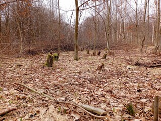 Many small stumps in a felled forest. Several young trees among the stumps in the spring forest.