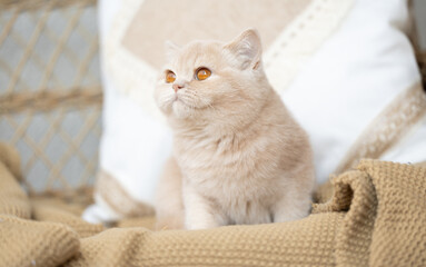 Edle und imposante Britisch Kurzhaar Kitten