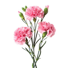Pink Carnation flowers isolated on white or transparent background