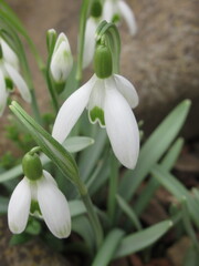 Zbliżenie na białe kwiaty z gatunku Galanthus © Kumulugma