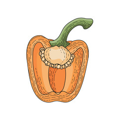Orange bell pepper in the section. A slice of pepper with seeds. Vector illustration for a recipe and cookbook. Vegetables for vegetarian meals. Growing vegetables.