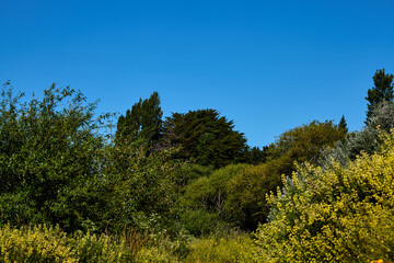 beautiful green forest