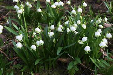 Blossoming spring knot flowers, leucojum vernum