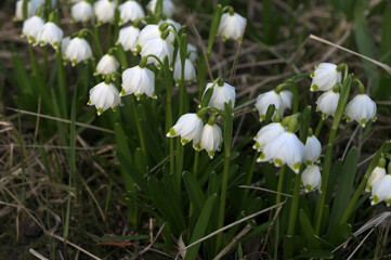 Blossoming spring knot flowers, leucojum vernum