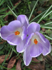 Fototapeta premium Zbliżenie na kwiat jasnofioletowego krokusa