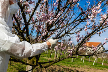 Spraying Fruit Tree with Organic Pesticide or Insecticide in Spring. Spraying Trees against Fungus...