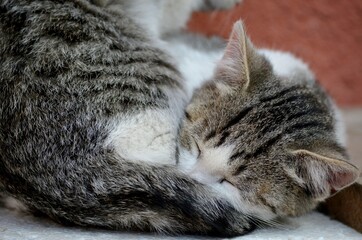 two small colorful kittens are sleeping