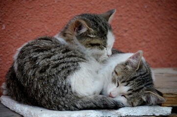two small colorful kittens are sleeping