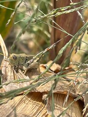 Cricket on a branch