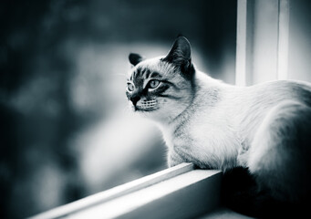 A cute pet cat is lying on the windowsill near the open window, looking curiously at the outside...