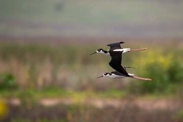 Pair of black necked stilts in very fast flight over the wetlands