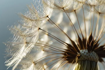  dandelion seed head © paul