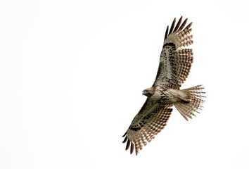 Magnificent red tail hawk in up close flight against a clear sky